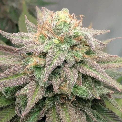 God's Gift Week 15
