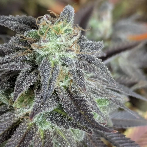 God's Gift Week 17
