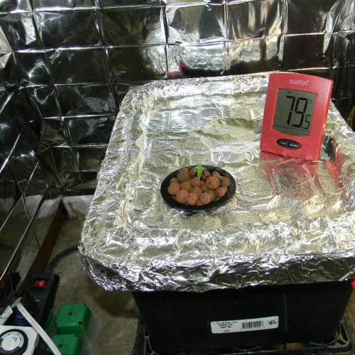 Granddaddy Purple Auto Germination