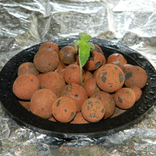 Granddaddy Purple Auto Germination