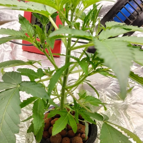 Granddaddy Purple Auto Week 4