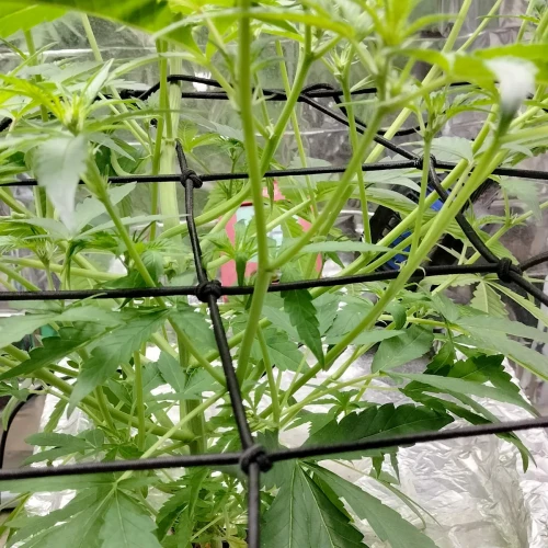 Granddaddy Purple Auto Week 5