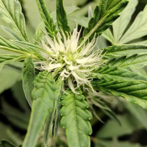 Granddaddy Purple Auto Week 6