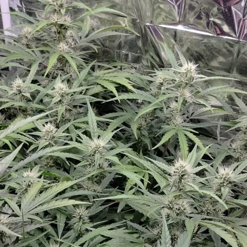 Granddaddy Purple Auto Week 7