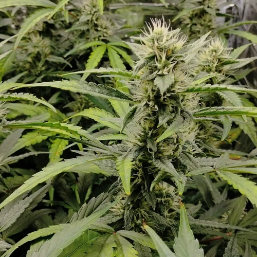 Granddaddy Purple Auto Week 8