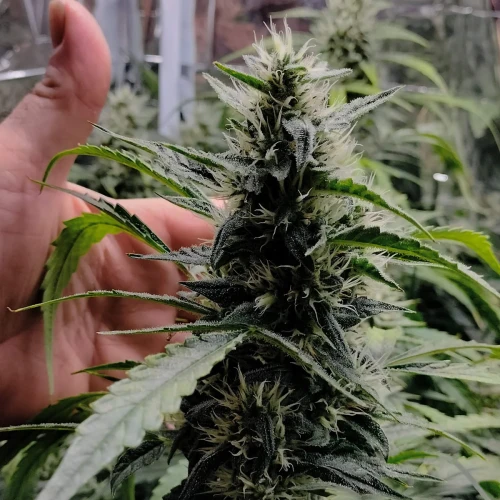 Granddaddy Purple Auto Week 9