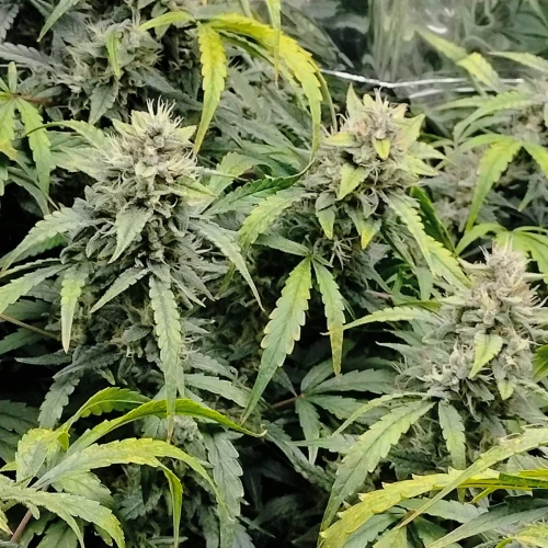 Granddaddy Purple Auto Week 10