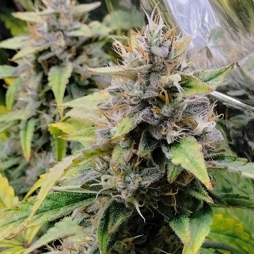 Granddaddy Purple Auto Week 11