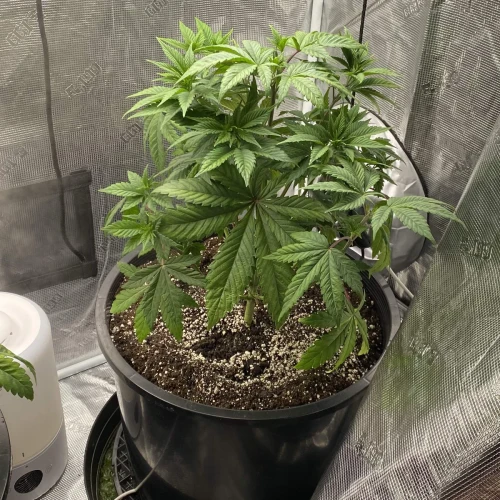 Green Crack Week 5