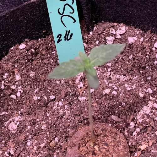 Girl Scout Auto Week 1