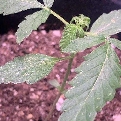Girl Scout Auto Week 2