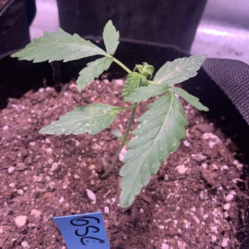 Girl Scout Auto Week 2