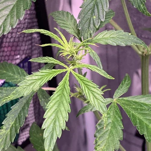 Girl Scout Auto Week 7