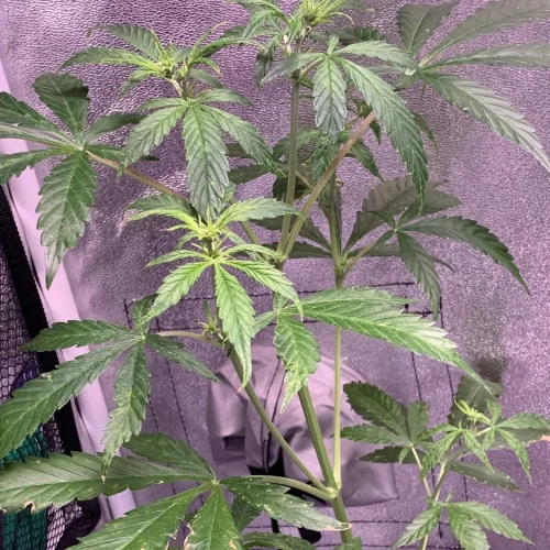 Girl Scout Auto Week 7
