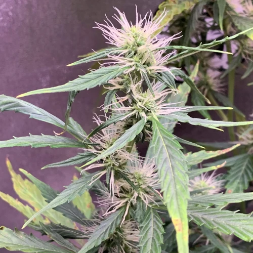 Girl Scout Auto Week 9