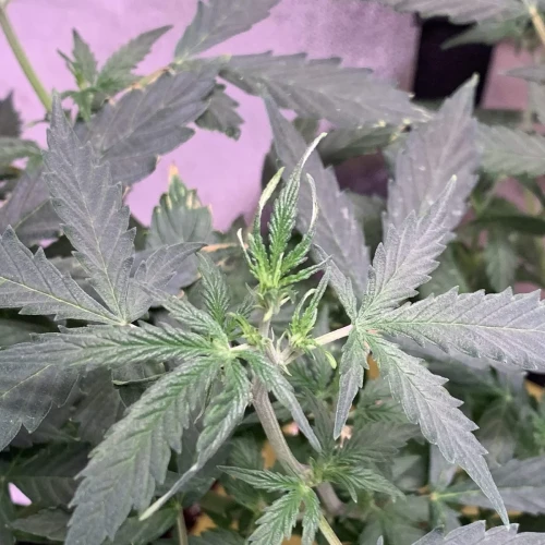 Girl Scout Auto Week 9