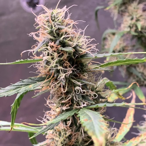 Girl Scout Auto Week 12