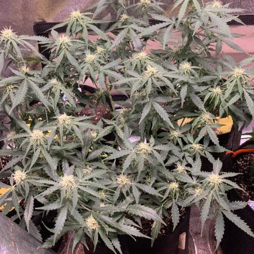 Girl Scout Auto Week 12
