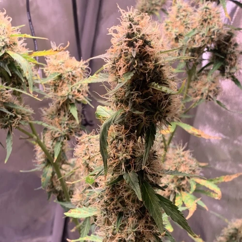 Girl Scout Auto Week 13