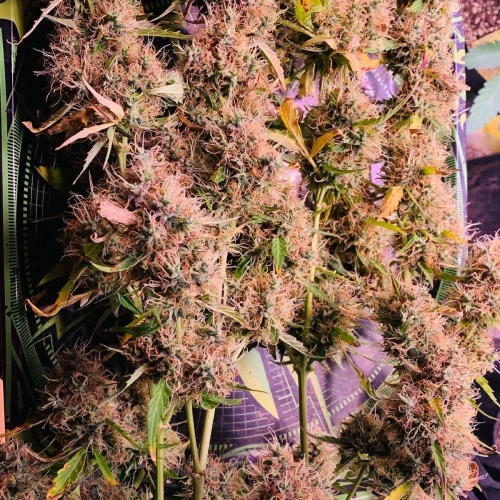 Girl Scout Auto Week 13