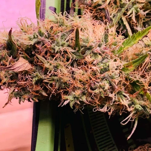 Girl Scout Auto Week 13