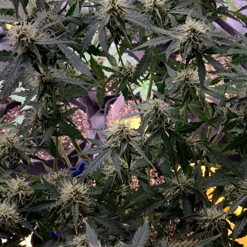 Girl Scout Auto Week 13