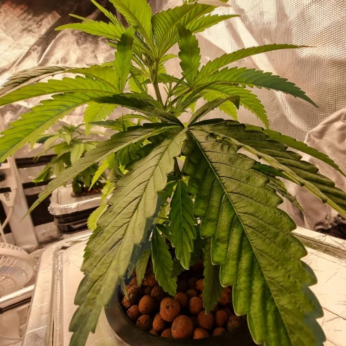Harlequin Week 4