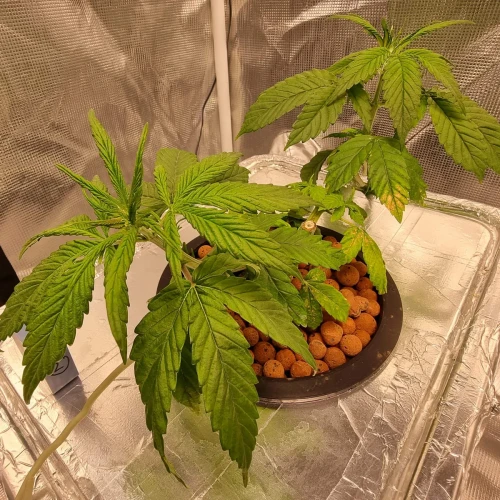 Harlequin Week 5