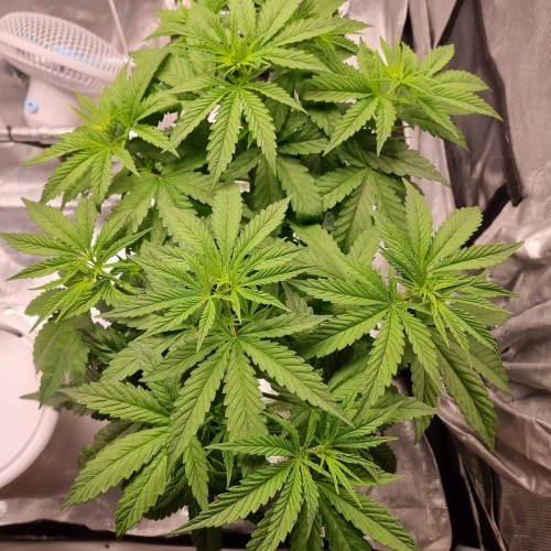 Harlequin Week 6