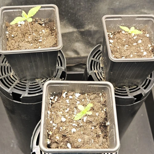 Haze #1 Week 1