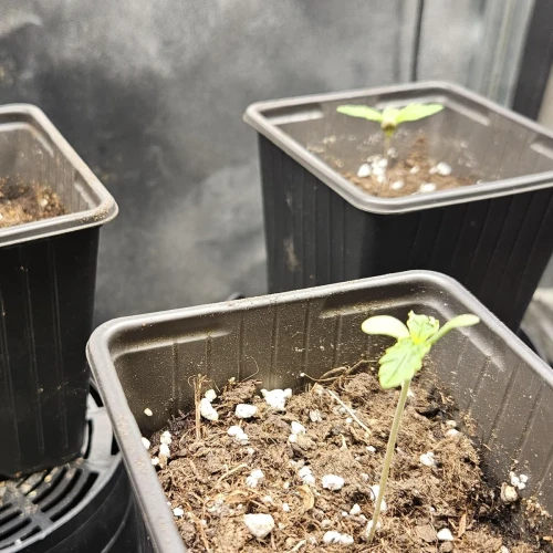 Haze #1 Week 2