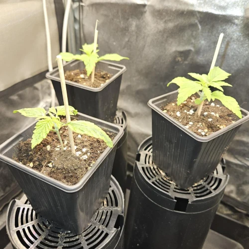 Haze #1 Week 3