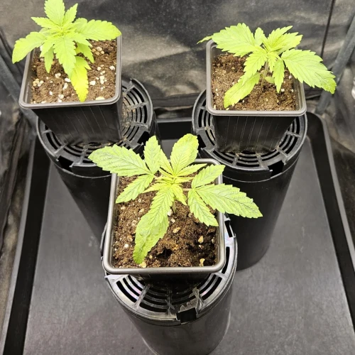 Haze #1 Week 4