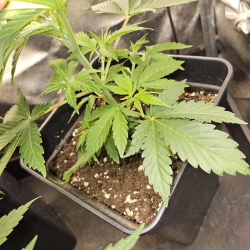Haze #1 Week 6