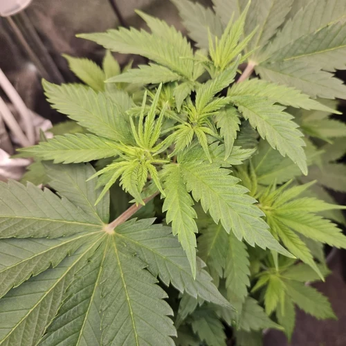 Haze #1 Week 7