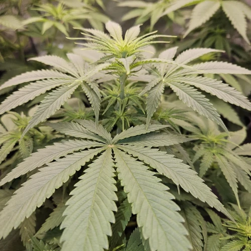 Haze #1 Week 8
