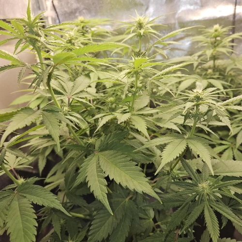Haze #1 Week 9