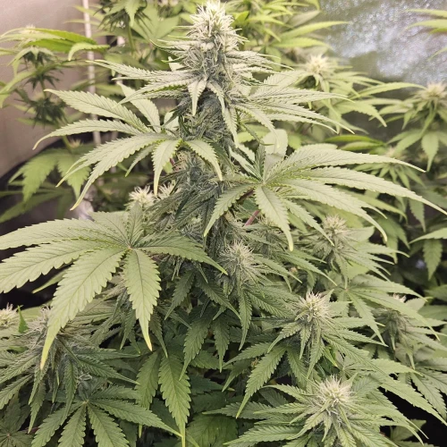 Haze #1 Week 10