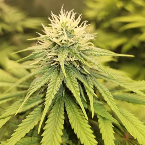 Haze #1 Week 11
