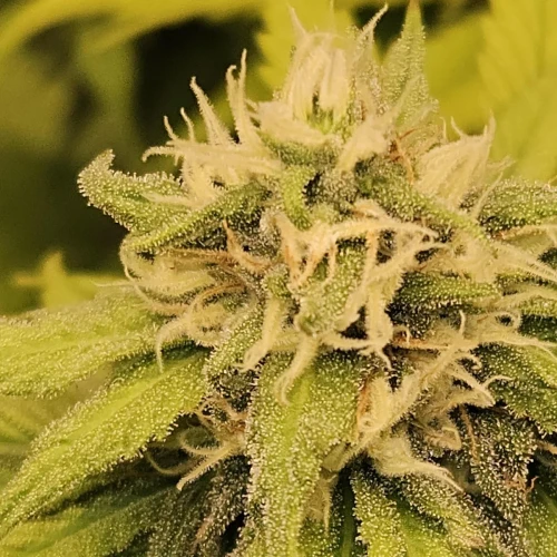 Haze #1 Week 12