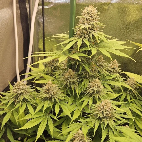Haze #1 Week 13