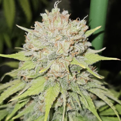 Haze #1 Week 14