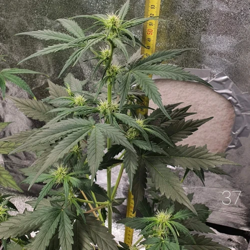 Haze Auto Week 6