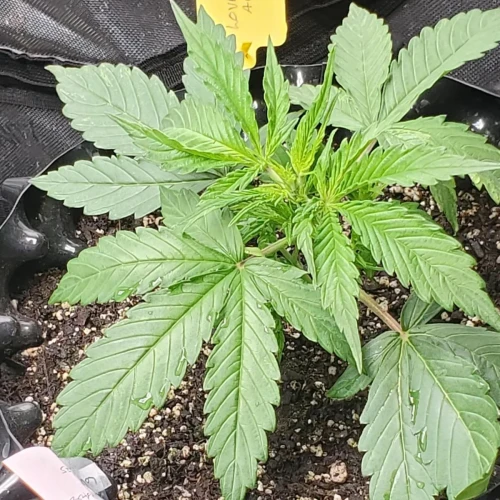 Love Potion Auto Week 2