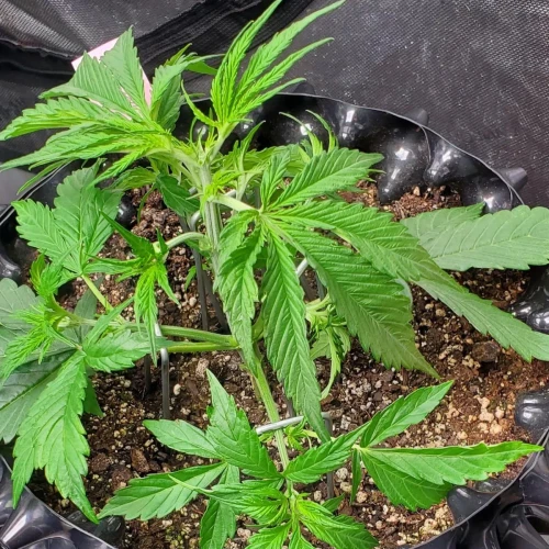 Love Potion Auto Week 3