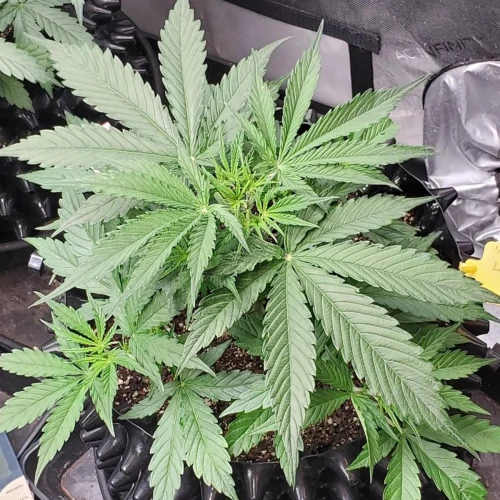 Love Potion Auto Week 4