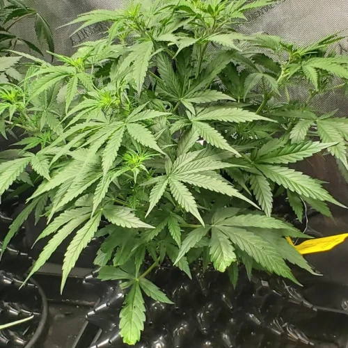 Love Potion Auto Week 5