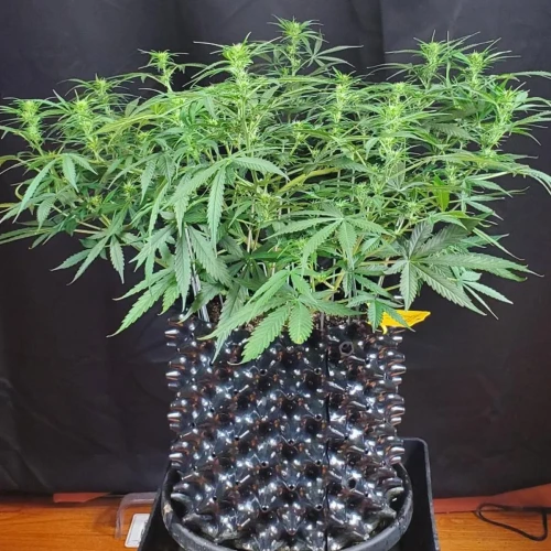 Love Potion Auto Week 6