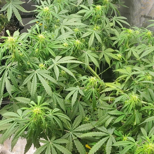 Love Potion Auto Week 7