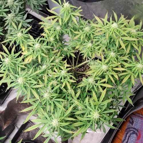 Love Potion Auto Week 8